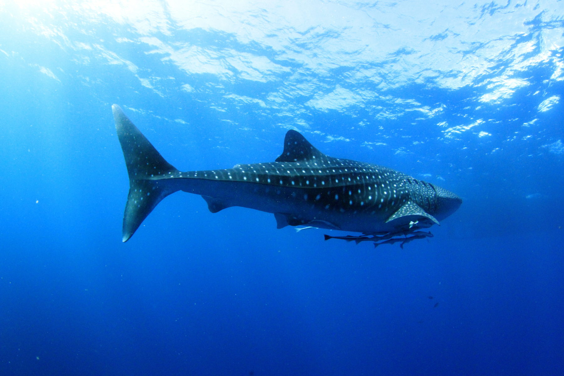 Whaleshark_Similan_Islands_Liveaboard_diving