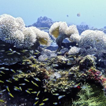 King Cruiser Wreck - Diving Phuket