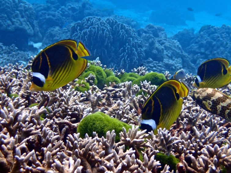 Protecting Phuket’s Coral Reefs